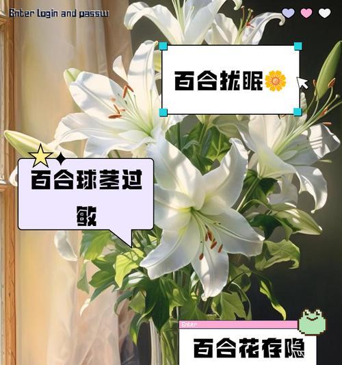 没百合花的寓意和颜色是什么？百合花缺失时应选择哪种花？