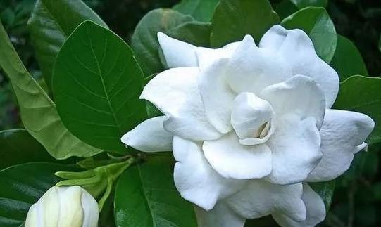 白色栀子花的含义是什么？它在花语中代表了什么？