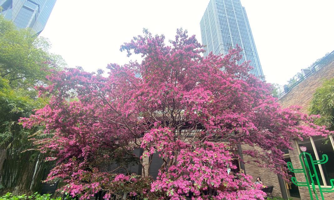 白色檵花的花语是什么？