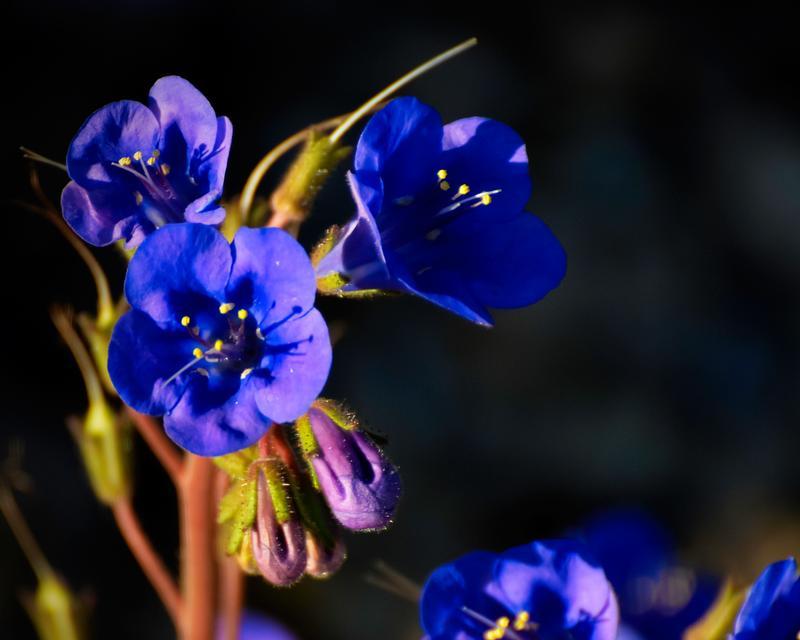 白色檵花的花语是什么？