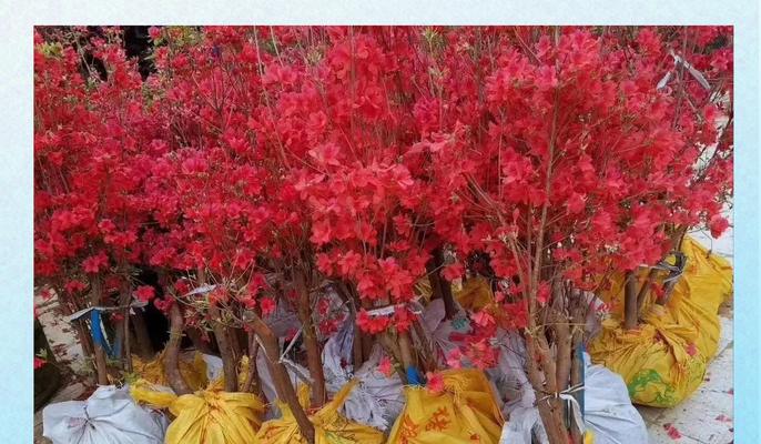 红色花在春天代表什么？春天红色花朵的寓意是什么？