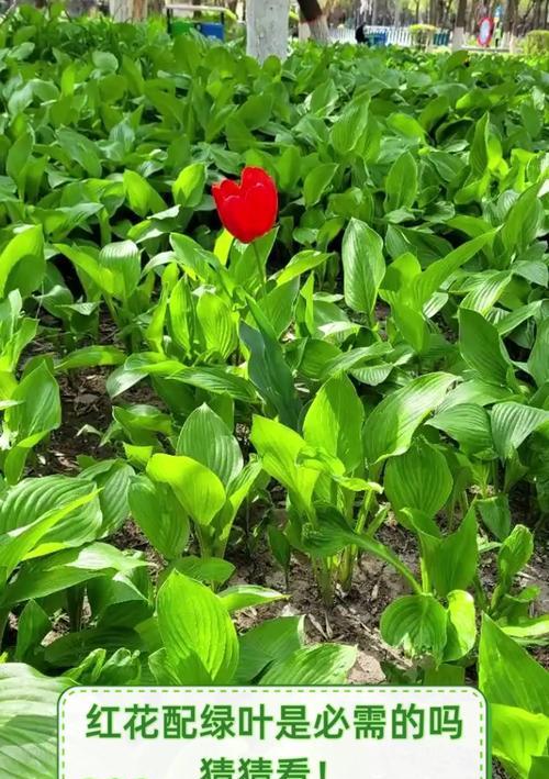 绿叶红花手捧花代表什么？如何选择手捧花的颜色搭配？