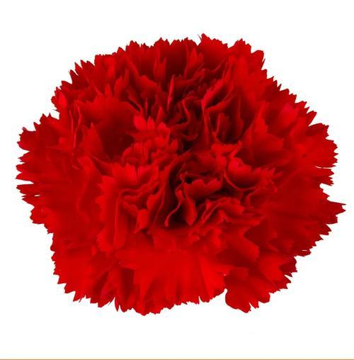 橘色花朵代表什么？它们的象征意义是什么？
