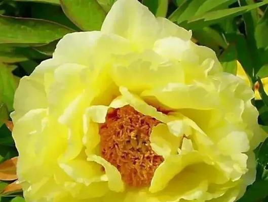 头戴黄色牡丹花代表什么？