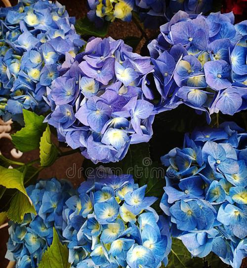 蓝色绣球花代表什么寓意？送蓝色绣球花的意义是什么？