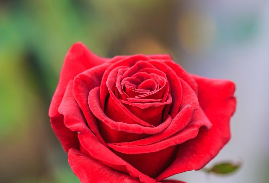 手捧玫瑰花意味着什么？玫瑰花的寓意有哪些？