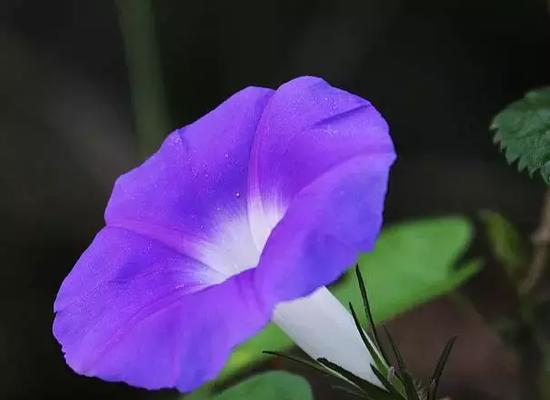 属猪的人适合什么颜色的花？不同生肖与花色的寓意关系是什么？