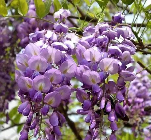 黑紫色曼陀罗的花语是什么？它象征着什么？