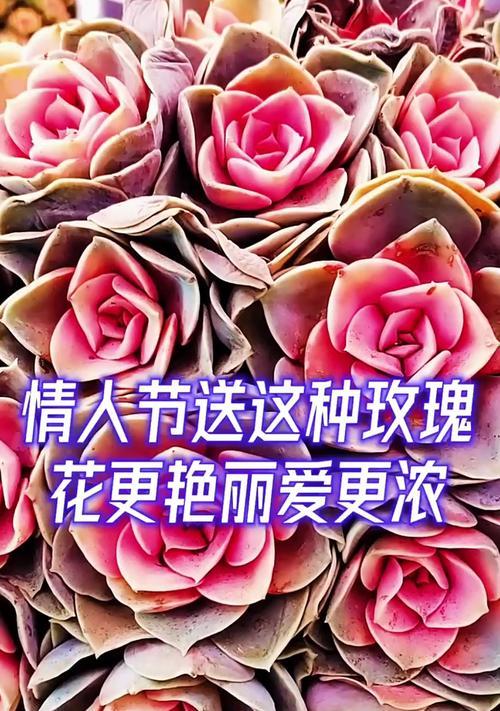 情人节送花有何深意？不同花代表什么？