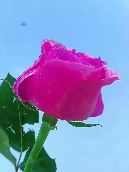 七夕节花送给谁的寓意是什么？不同花卉在七夕节的含义？