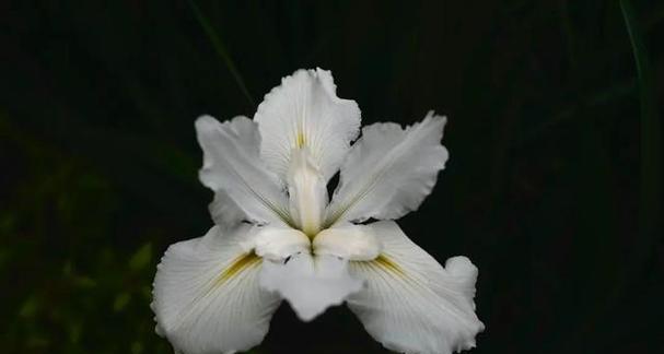 希腊神话象征自由的花是什么？这种花代表了什么？
