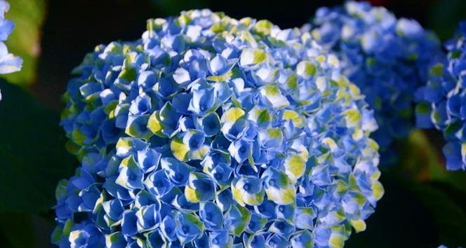 蓝色绣球花代表什么？蓝色绣球花的含义是什么？