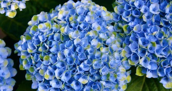 蓝色绣球花代表什么？蓝色绣球花的含义是什么？