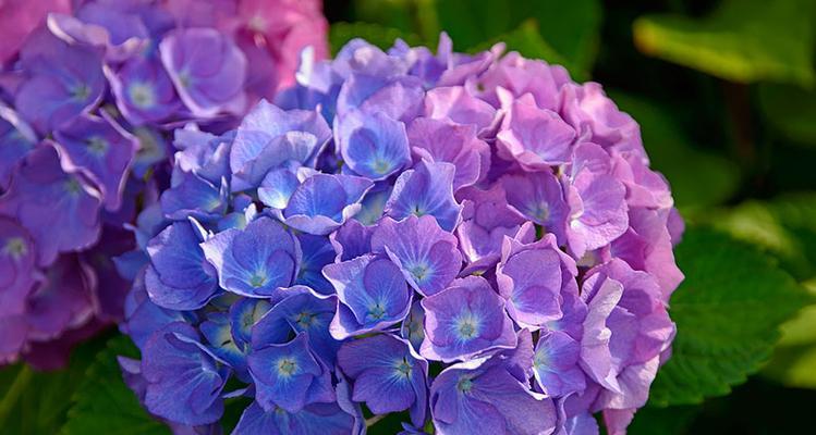 蓝色绣球花代表什么？蓝色绣球花的含义是什么？