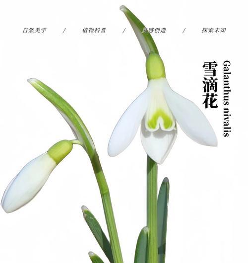什么花象征着白色？