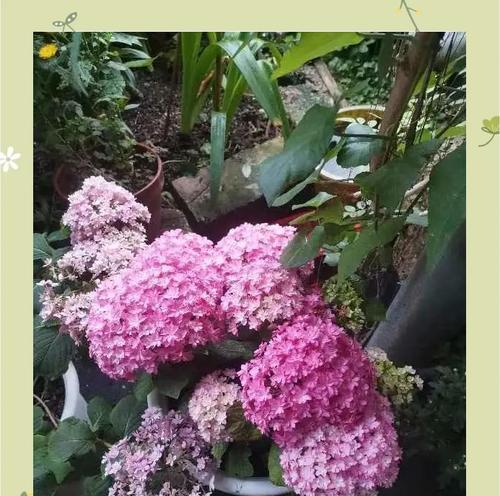 绣球花的颜色介绍与寓意是什么？如何选择合适的绣球花颜色？