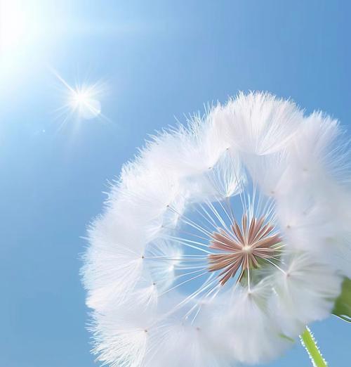 白色象征未来的花是什么？它象征着什么？