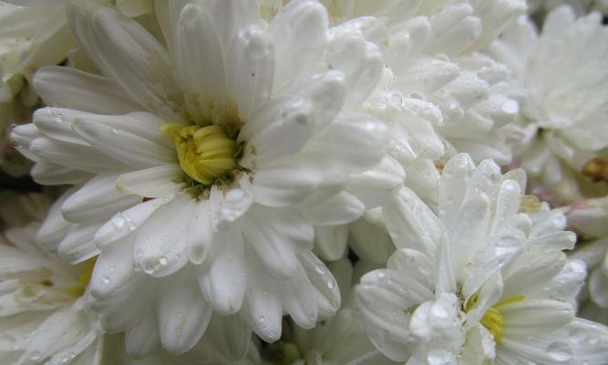 白色象征未来的花是什么？它象征着什么？