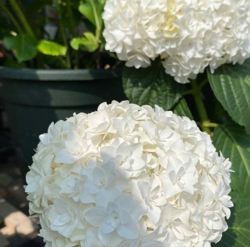 绣球花不同颜色代表什么？绣球花颜色的寓意有哪些？