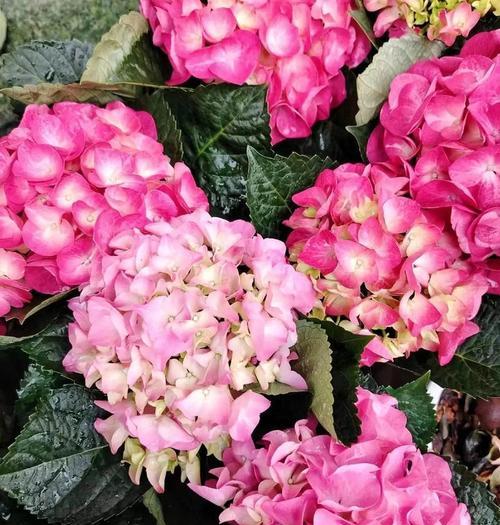 绣球花不同颜色代表什么？绣球花颜色的寓意有哪些？