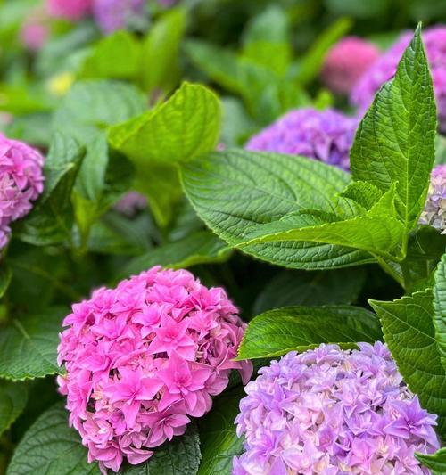 绣球花不同颜色代表什么？绣球花颜色的寓意有哪些？