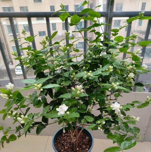 端午节送什么花寓意好？有哪些选择？