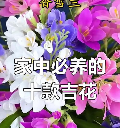 端午节送什么花寓意好？有哪些选择？