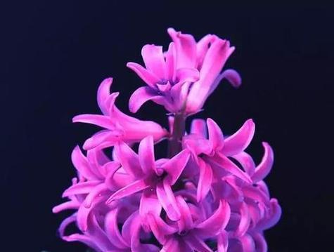 紫色花语高是什么意思？紫色花的花语有哪些？