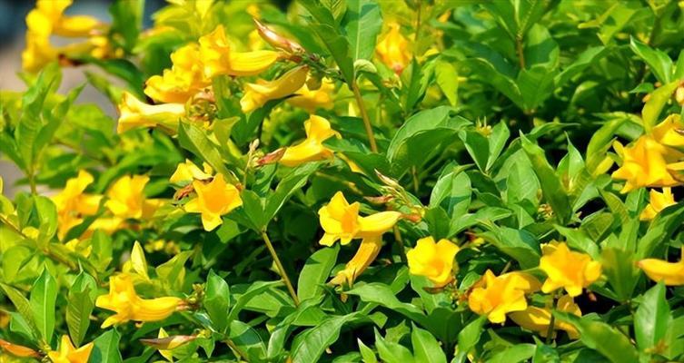 大黄色花的花语是什么？黄色花的寓意有哪些？