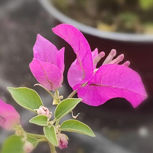 颜色与花的象征意义有哪些？颜色在花的象征中扮演什么角色？