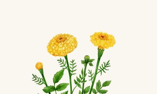 水色花语里包含花语吗？水色花语的寓意是什么？