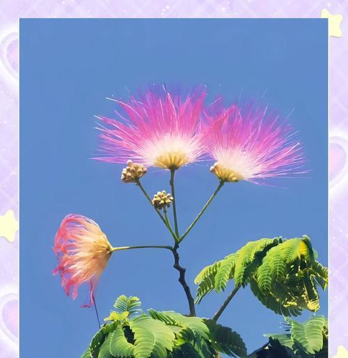 一月象征爱情的花有哪些？它们各自代表什么含义？