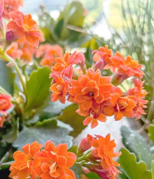 六月长寿花开花有什么寓意？长寿花的花语是什么？
