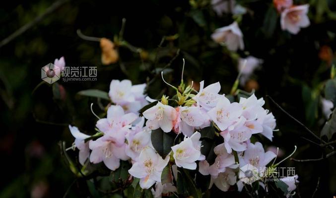 鹿角花白色部分有何特殊含义？