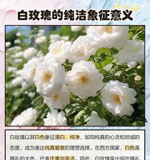 白色花通常代表什么意义？