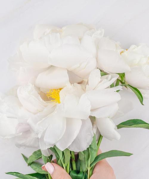 白色花通常代表什么意义？
