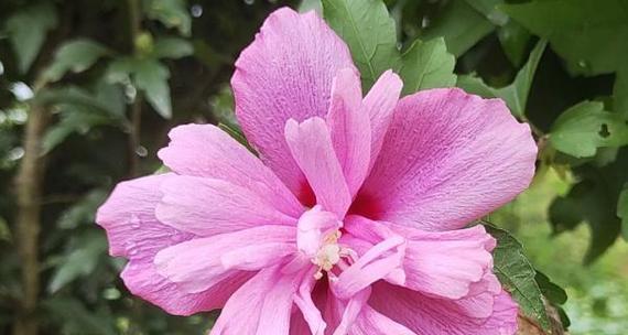 木槿花的文化寓意是什么？木槿花有哪些传说故事？