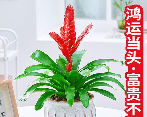 什么花象征好运和招财？如何用花来招财？