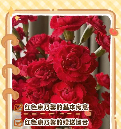 粉色和绿色康乃馨的花语是什么？