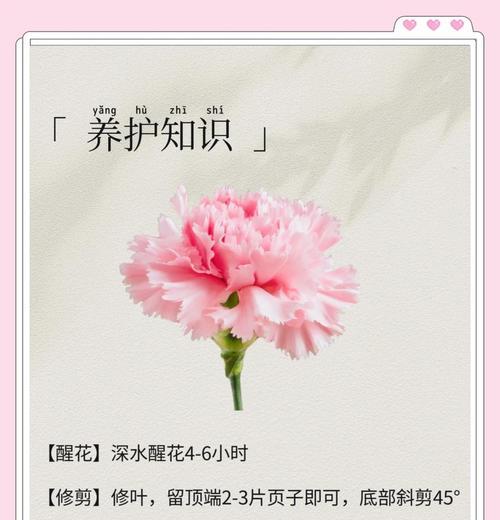 粉色和绿色康乃馨的花语是什么？