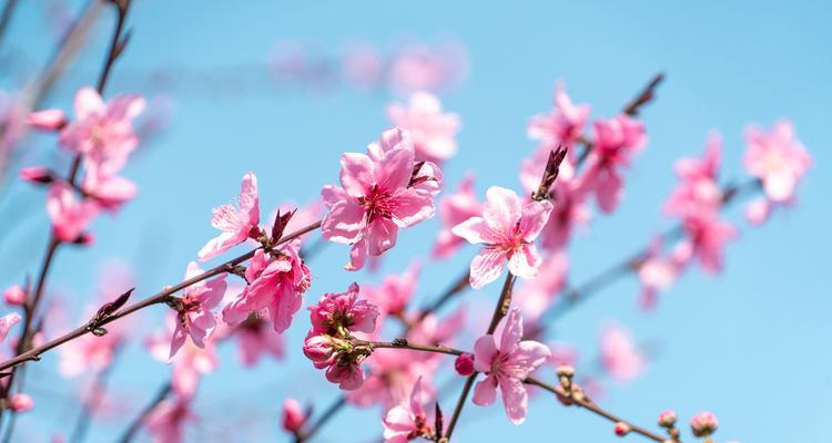 淡漠颜色象征的花有哪些？淡漠颜色花的花语是什么？