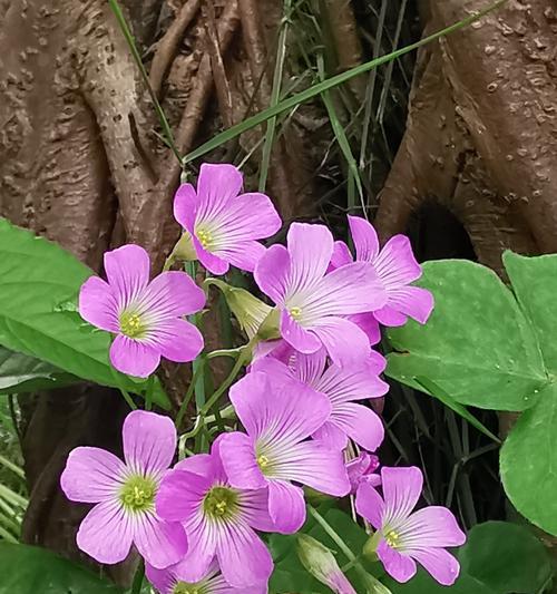 关节酢浆草的花语是什么？它象征着什么？