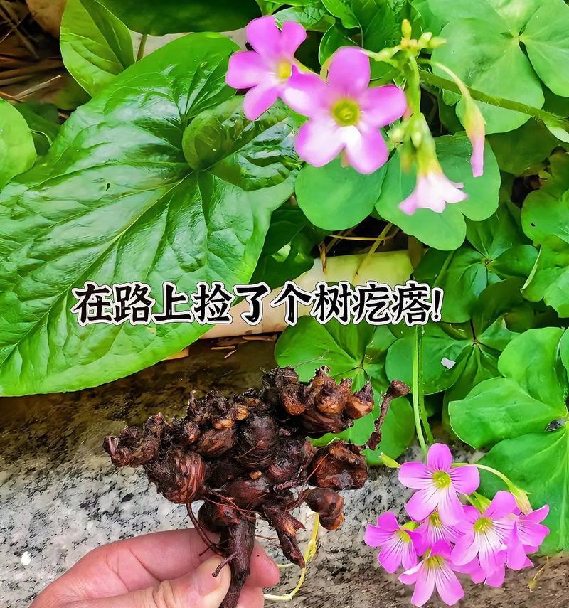 关节酢浆草的花语是什么？它象征着什么？