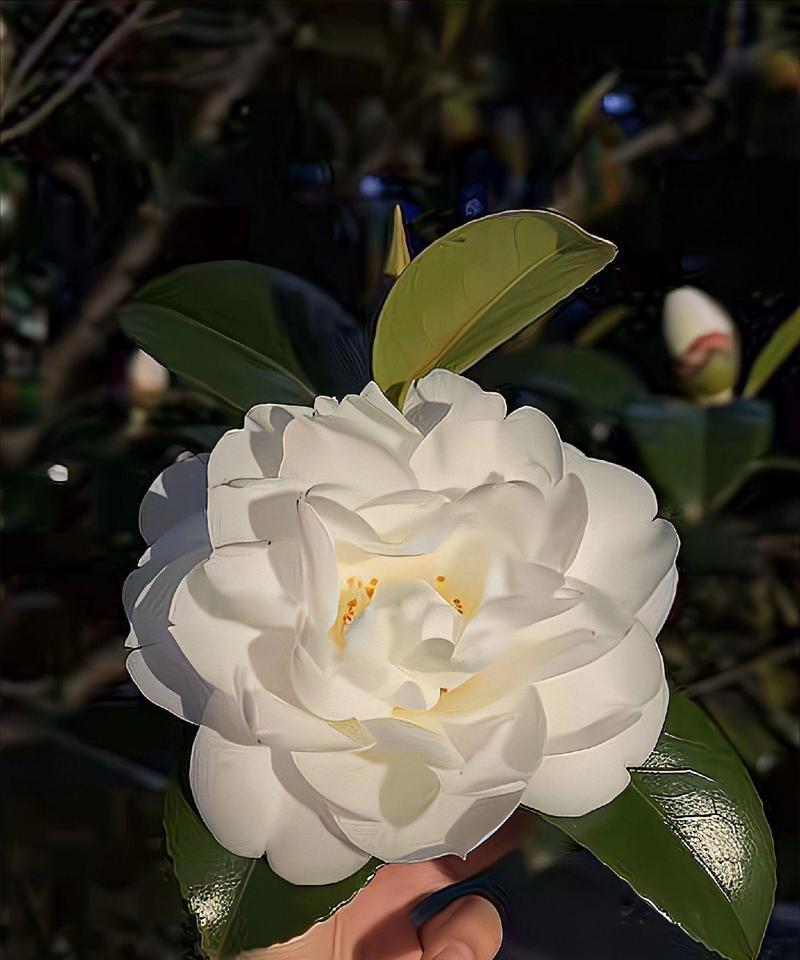 白色带黄的花寓意好吗？它们在花语中代表什么？