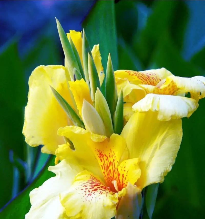 白色带黄的花寓意好吗？它们在花语中代表什么？