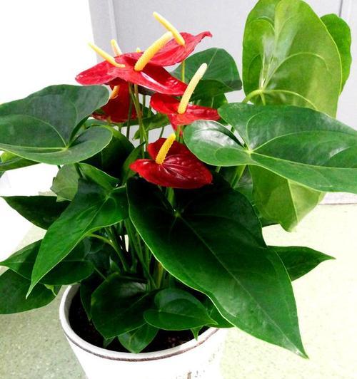 哪种花代表吉祥？吉祥花的寓意是什么？