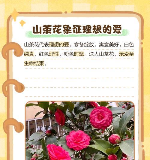 哪种花象征感动人的爱情？如何用它表达爱意？