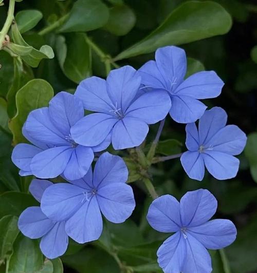 气色与花语有何关联？如何用花语调节情绪？