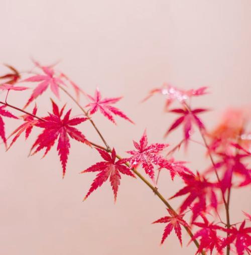 枫叶花的寓意是什么？它象征着哪些颜色？