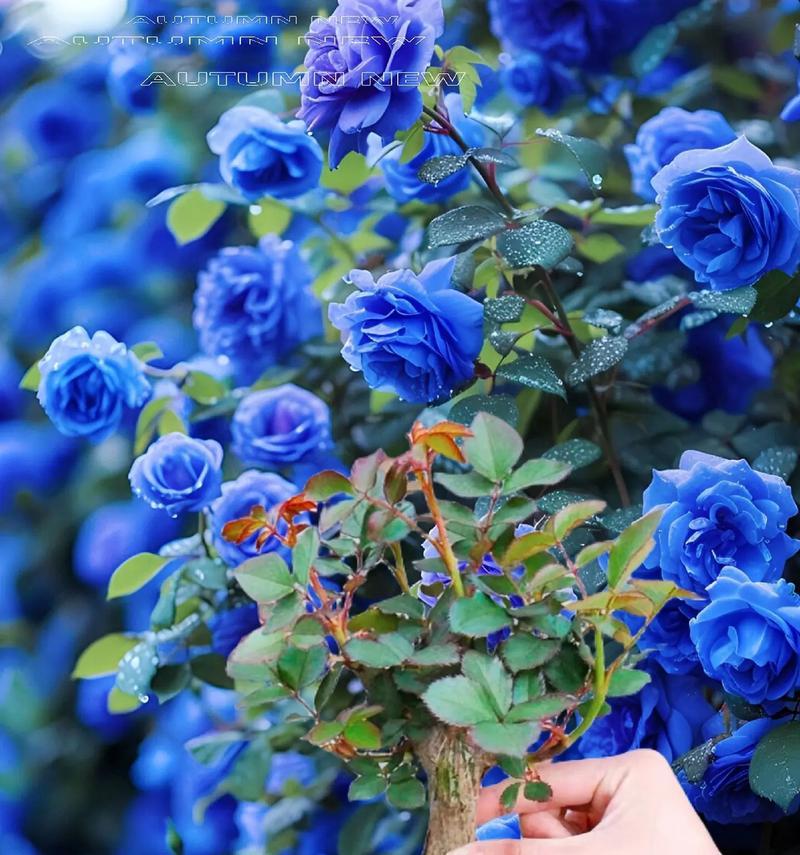 冰蓝色花的寓意是什么？冰蓝色花朵的花语有哪些？